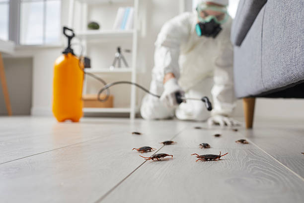 Affordable Termite Control solutions in Logan, UT